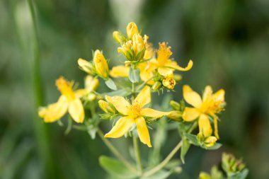 Şifalı bitkiler, St. John 's otları. Hypericum perforatum. Sarı çiçekler. Vahşi doğada çiçekler.