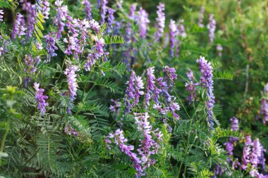 Mouse pea Vicia cracca. Değerli bal bitkisi, yem ve tıbbi bitki..