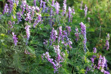 Mouse pea Vicia cracca. Değerli bal bitkisi, yem ve tıbbi bitki..