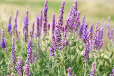 Bahçede bilge çiçek açıyor. Vahşi doğada. Yaz manzarası