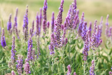 Bahçede bilge çiçek açıyor. Vahşi doğada. Yaz manzarası
