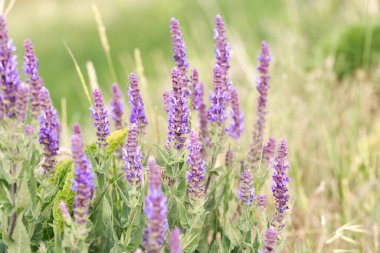 Bahçede bilge çiçek açıyor. Vahşi doğada. Yaz manzarası