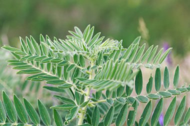 Astragalus yakın plan. Ayrıca süt verandası, keçi dikenli ya da sarmaşık gibi. Bahar yeşili arka plan. Vahşi bitki.