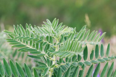 Astragalus yakın plan. Ayrıca süt verandası, keçi dikenli ya da sarmaşık gibi. Bahar yeşili arka plan. Vahşi bitki.