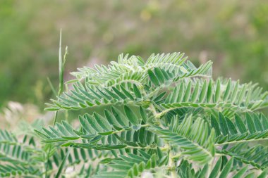 Astragalus yakın plan. Ayrıca süt verandası, keçi dikenli ya da sarmaşık gibi. Bahar yeşili arka plan. Vahşi bitki.