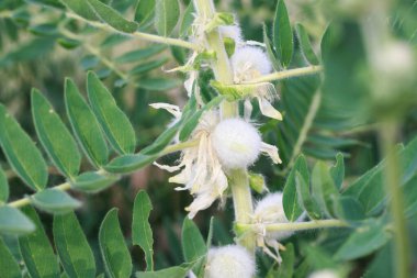 Astragalus yakın plan. Ayrıca süt verandası, keçi dikenli ya da sarmaşık gibi. Bahar yeşili arka plan. Vahşi bitki.