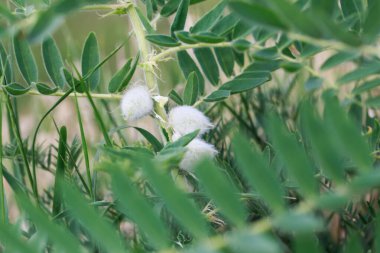 Astragalus yakın plan. Ayrıca süt verandası, keçi dikenli ya da sarmaşık gibi. Bahar yeşili arka plan. Vahşi bitki.