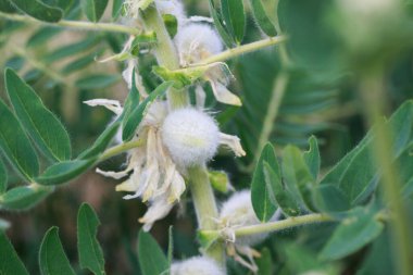 Astragalus yakın plan. Ayrıca süt verandası, keçi dikenli ya da sarmaşık gibi. Bahar yeşili arka plan. Vahşi bitki.