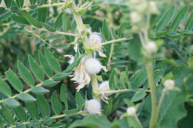 Astragalus yakın plan. Ayrıca süt verandası, keçi dikenli ya da sarmaşık gibi. Bahar yeşili arka plan. Vahşi bitki.