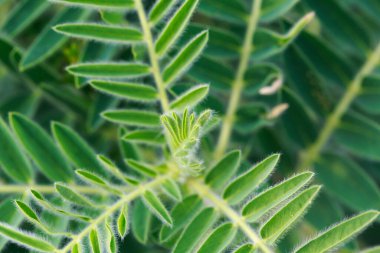 Astragalus yakın plan. Ayrıca süt verandası, keçi dikenli ya da sarmaşık gibi. Bahar yeşili arka plan. Vahşi bitki.