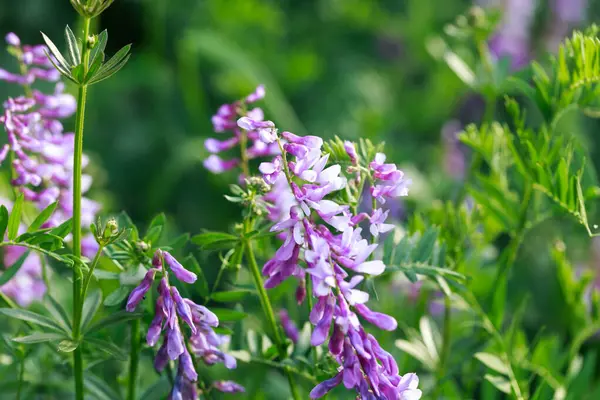 Mouse pea Vicia cracca. Değerli bal bitkisi, yem ve tıbbi bitki..