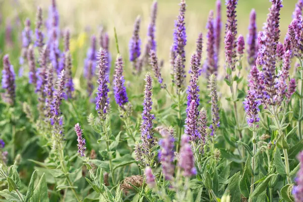 Stock image Sage blooming in the garden. Wild glade in nature. summer landscape