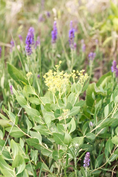 Volodushka Shrubby Wild Plant Yellow Flowers Latin Name Buple Rum — Stock Photo, Image