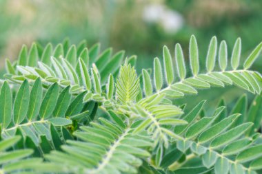 Astragalus yakın plan. Ayrıca süt verandası, keçi dikenli ya da sarmaşık gibi. Bahar yeşili arka plan. Vahşi bitki.