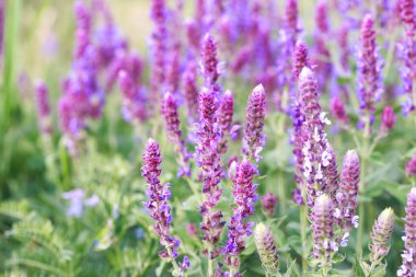 Bahçede bilge çiçek açıyor. Vahşi doğada. Yaz manzarası