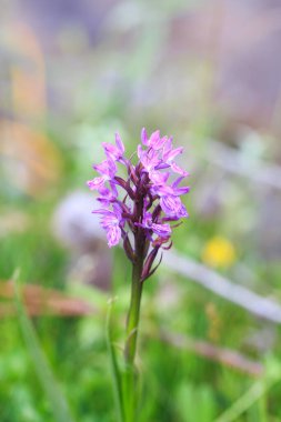Orkiler. Orkide ailesinde bir bitki cinsi. Orkide familyasının bir türüdür ve Orchidinae alt kabilesinin en büyük cinsidir..