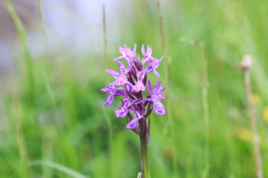 Orkiler. Orkide ailesinde bir bitki cinsi. Orkide familyasının bir türüdür ve Orchidinae alt kabilesinin en büyük cinsidir..
