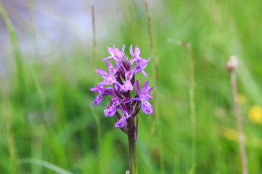 Orkiler. Orkide ailesinde bir bitki cinsi. Orkide familyasının bir türüdür ve Orchidinae alt kabilesinin en büyük cinsidir..