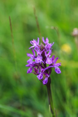 Orkiler. Orkide ailesinde bir bitki cinsi. Orkide familyasının bir türüdür ve Orchidinae alt kabilesinin en büyük cinsidir..