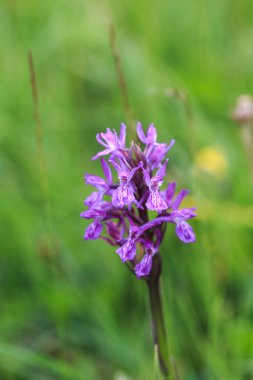 Orkiler. Orkide ailesinde bir bitki cinsi. Orkide familyasının bir türüdür ve Orchidinae alt kabilesinin en büyük cinsidir..
