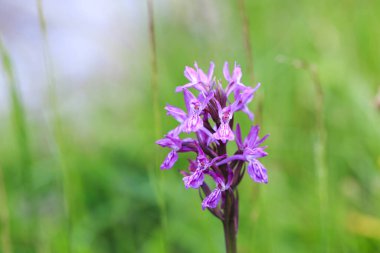 Orkiler. Orkide ailesinde bir bitki cinsi. Orkide familyasının bir türüdür ve Orchidinae alt kabilesinin en büyük cinsidir..