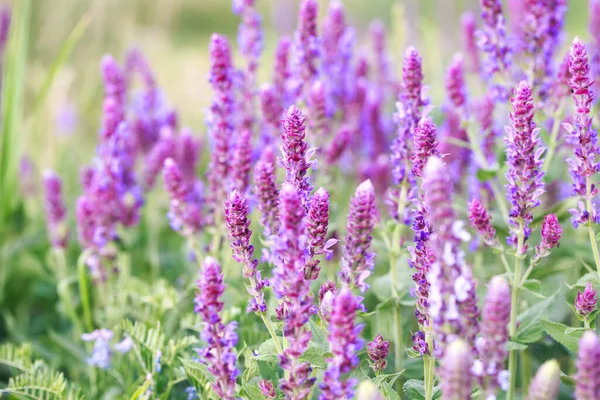 stock image Sage blooming in the garden. Wild glade in nature. summer landscape