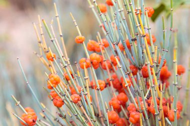 Ephedra, Ephedra Ephedraceae familyasından Ephedra cinsi bir çalı cinsidir. Kırmızı böğürtlen, narkotik fabrikası. doğal arkaplan