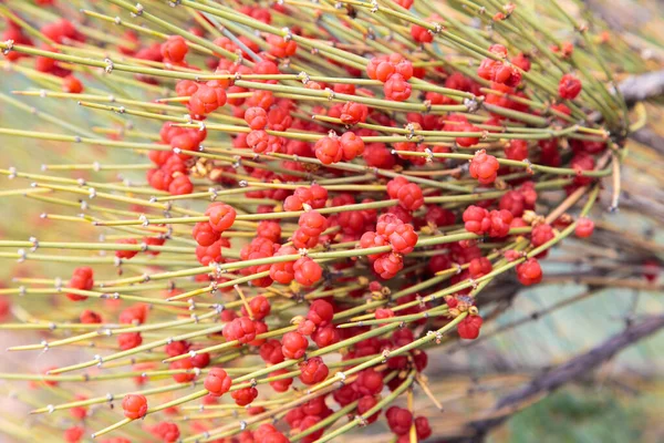 以弗得属 Ephedra 是压迫类灌木的一个属 其家族的属是以弗得属 Ephedraceae 或以弗得属 Ephedra 红色浆果 麻醉植物 自然背景 — 图库照片
