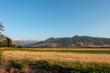 Yılın arka planında buğday kulakları. Buğday tarlaları donuyor. Kırgızistan.