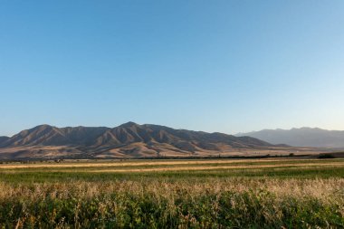 Yılın arka planında buğday kulakları. Buğday tarlaları donuyor. Kırgızistan.
