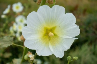 Doğal ortamda, dağların arka planına karşı Malva beyaz çiçeği. Malvaceae ailesinin bitkisel bitki cinsi.