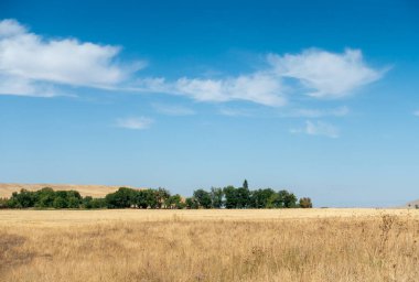 Güzel yaz dağ manzarası. Buğday tarlaları ve dağlar. Kırgızistan. Doğal arkaplan.
