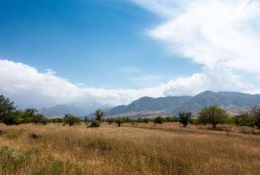 Güzel yaz dağ manzarası. Buğday tarlaları ve dağlar. Kırgızistan. Doğal arkaplan.