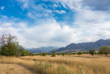 Güzel yaz dağ manzarası. Buğday tarlaları ve dağlar. Kırgızistan. Doğal arkaplan.