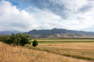 Güzel yaz dağ manzarası. Buğday tarlaları ve dağlar. Kırgızistan. Doğal arkaplan.
