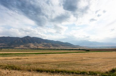 Güzel yaz dağ manzarası. Buğday tarlaları ve dağlar. Kırgızistan. Doğal arkaplan.