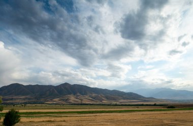Güzel yaz dağ manzarası. Buğday tarlaları ve dağlar. Kırgızistan. Doğal arkaplan.