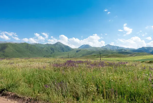 Güzel yaz dağ manzarası. Buğday tarlaları ve dağlar. Kırgızistan. Doğal arkaplan.