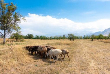 Bir koyun sürüsü otluyor. Doğada yağlı kuyruklu koyun eti
