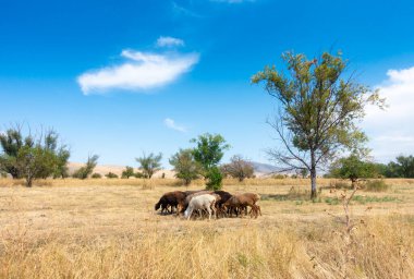 Bir koyun sürüsü otluyor. Doğada yağlı kuyruklu koyun eti