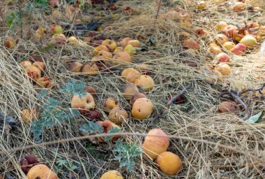 Çürük elmalar çimenlere düştü. Hasat edilmemiş, kayıp hasat.