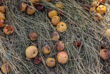 Çürük elmalar çimenlere düştü. Hasat edilmemiş, kayıp hasat.