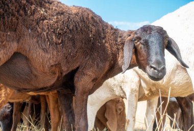 Bir koyun sürüsü otluyor. Doğada yağlı kuyruklu koyun eti