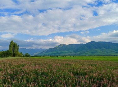 Yılın arka planında buğday kulakları. Buğday tarlaları donuyor. Kırgızistan.