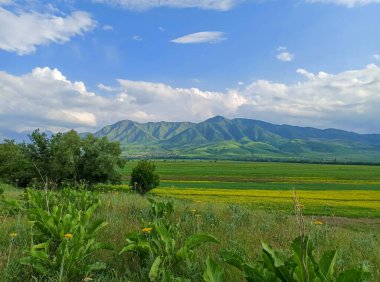 Yılın arka planında buğday kulakları. Buğday tarlaları donuyor. Kırgızistan.