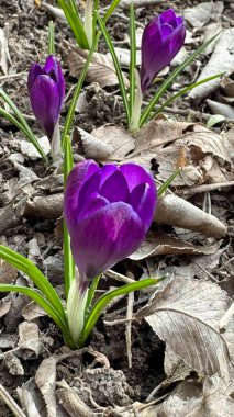 Kuru yaprakların arka planına karşı ilk çiçekler, timsahlar. bahar çiçekleri.