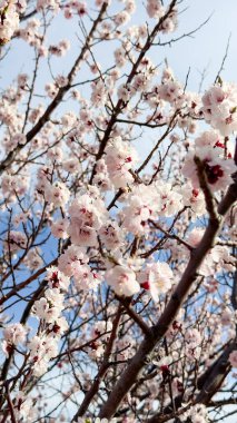 Bahar çiçekleri, çiçek açan kayısı. Doğal bahar arkaplanı