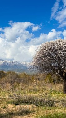 Dağların arka planında çiçek açan kayısı. Doğal arkaplan