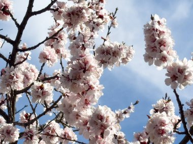 Bahar çiçekleri, çiçek açan kayısı. Doğal bahar arkaplanı