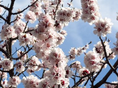 Bahar çiçekleri, çiçek açan kayısı. Doğal bahar arkaplanı
